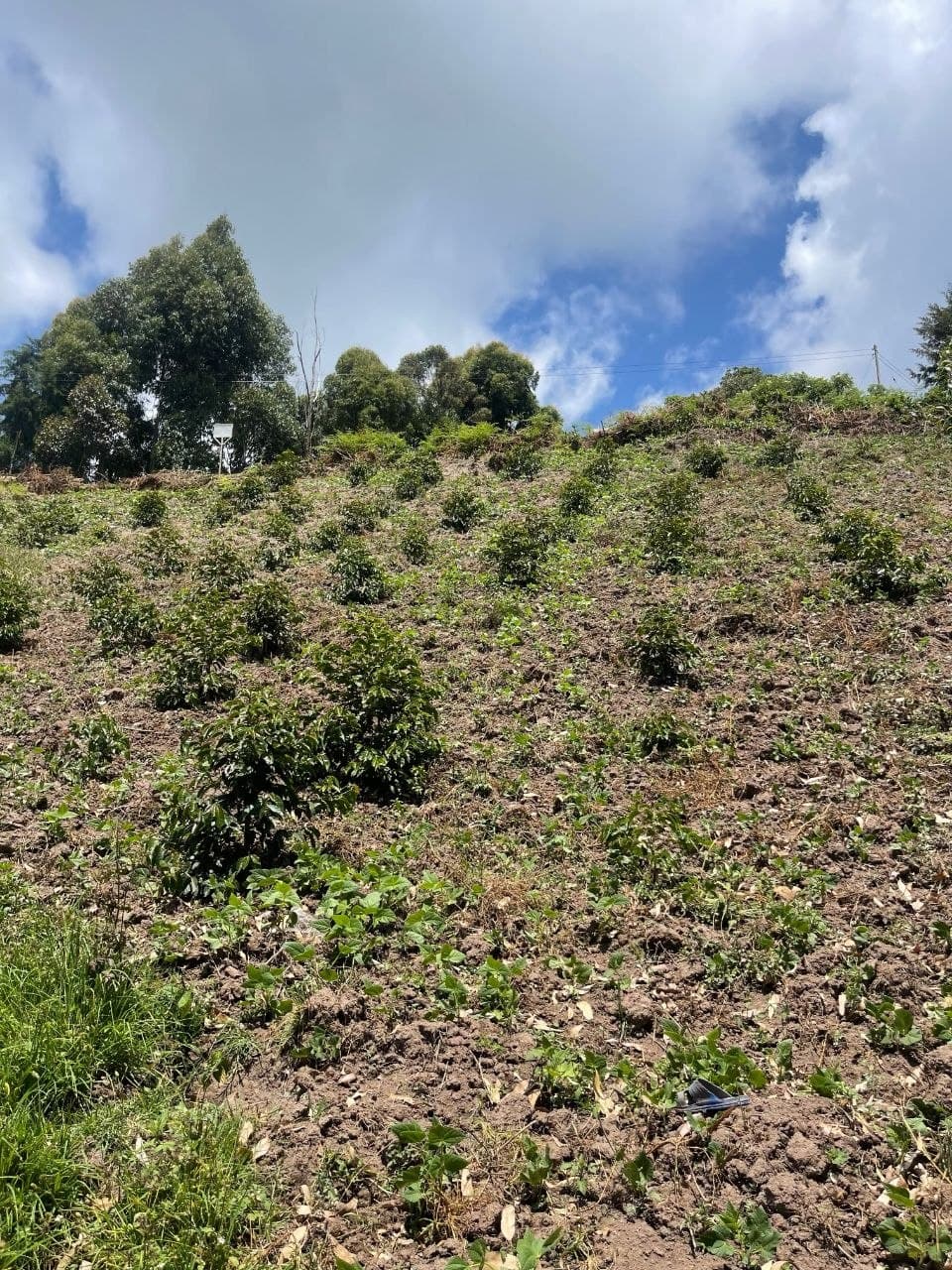 Community restoration field photograph, photo 2