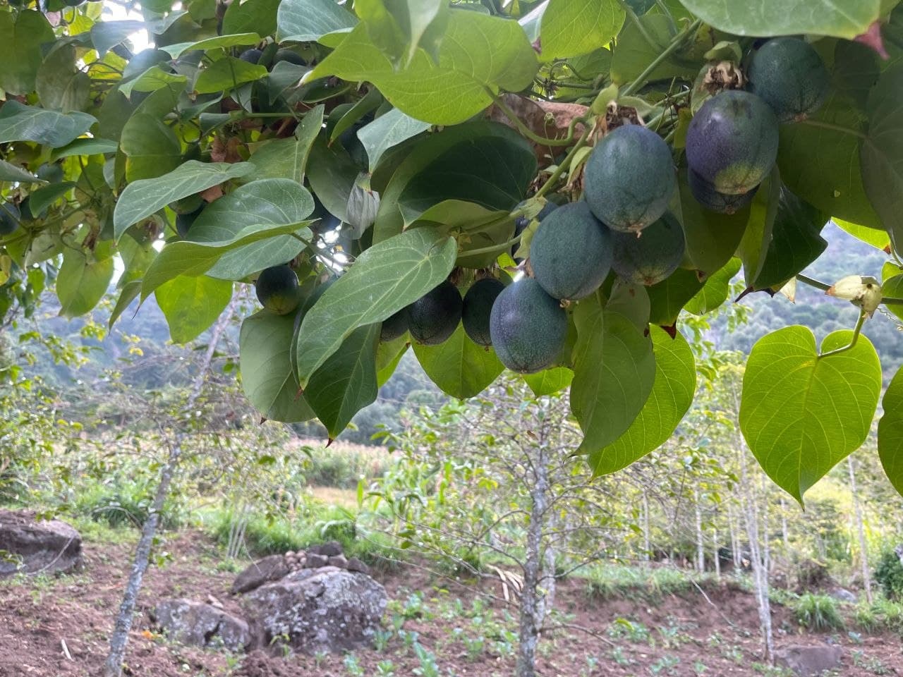 Fruit trees growing on a cultivated highland plot