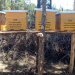 Save Kenya Water Towers; Beehives support to communities living at the edges of the forest